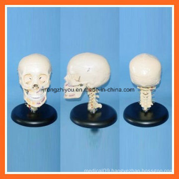 Plastic Human Skull Model with Cervical Spine for Educational